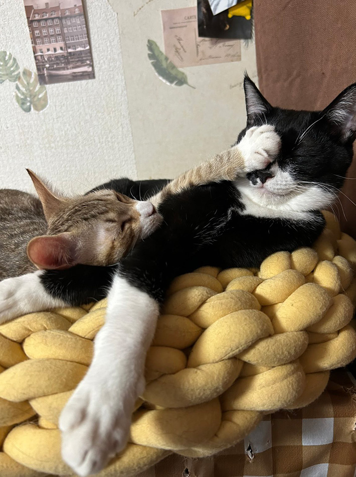 飼い主（@tortoiseshell_9）さんと暮らす、猫のねねちゃんといのりちゃん