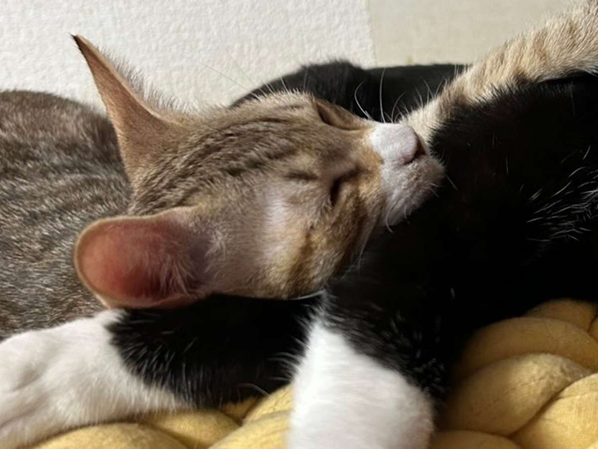 飼い主(@tortoiseshell_9)さんと暮らす、猫のねねちゃんといのりちゃん