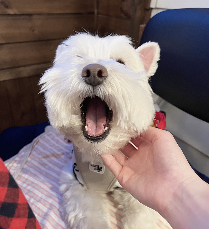 犬の写真
