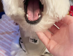 犬の写真