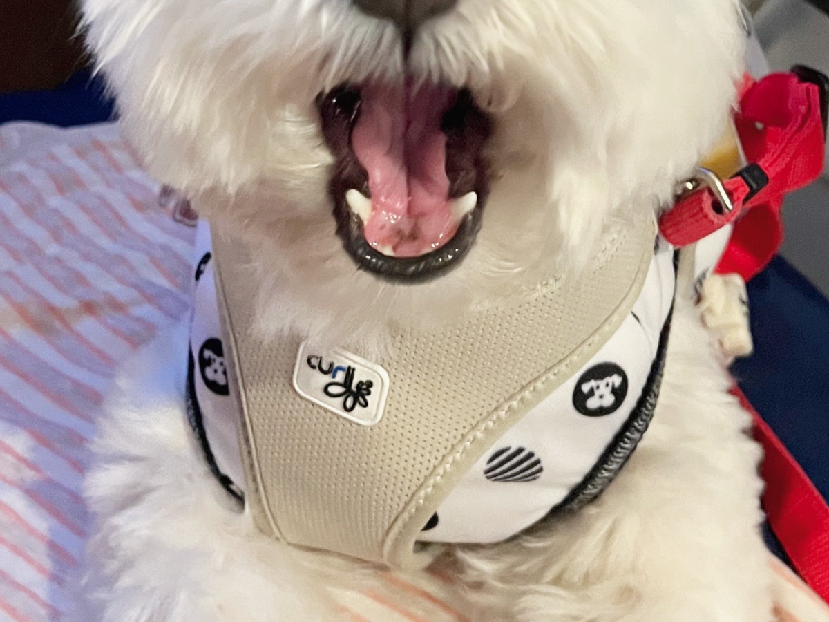 犬の写真