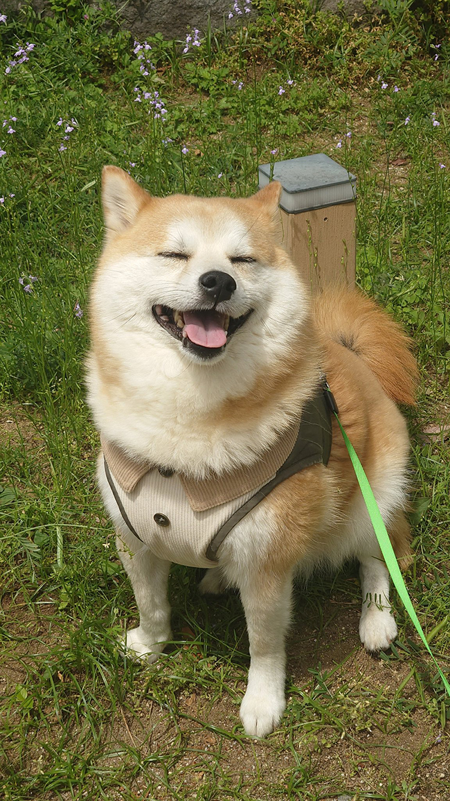 柴犬