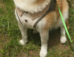 柴犬