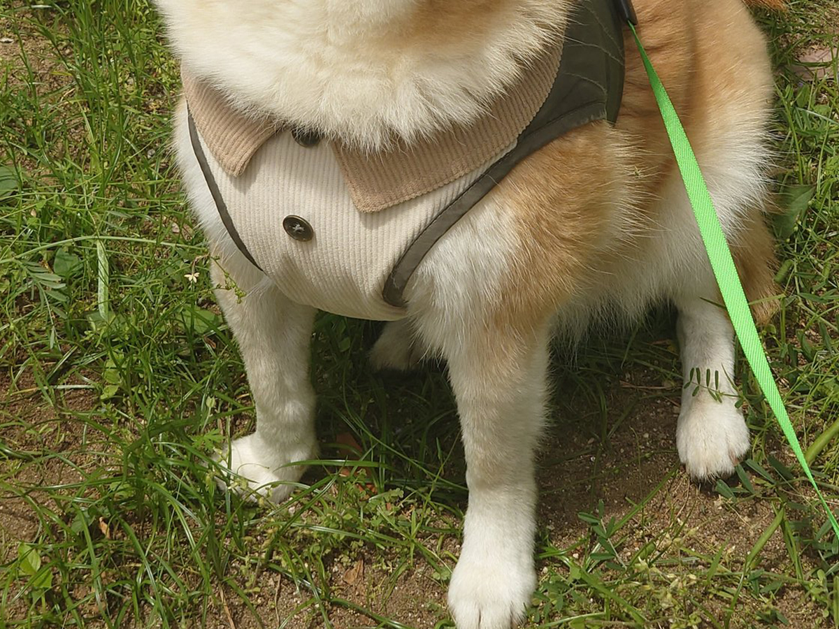 柴犬