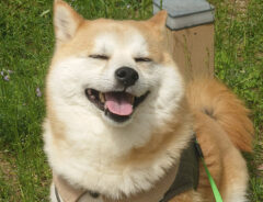 柴犬