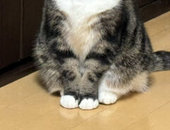 猫の写真
