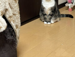 猫の写真