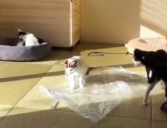 猫の写真