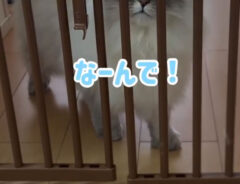 いれぶんくんの画像