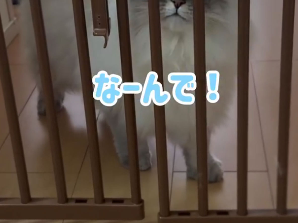 いれぶんくんの画像