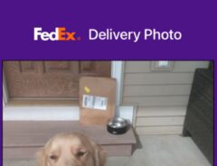 FedExの配達証明写真に写り込むゴールデンレトリバーの写真