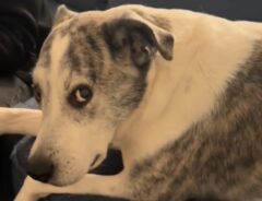 こちらを見ている犬の写真