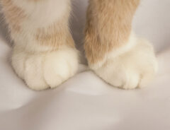 猫の脚の写真