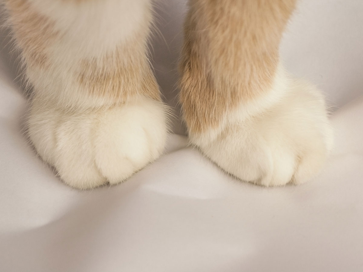 猫の脚の写真