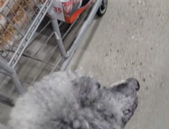 介助犬の写真