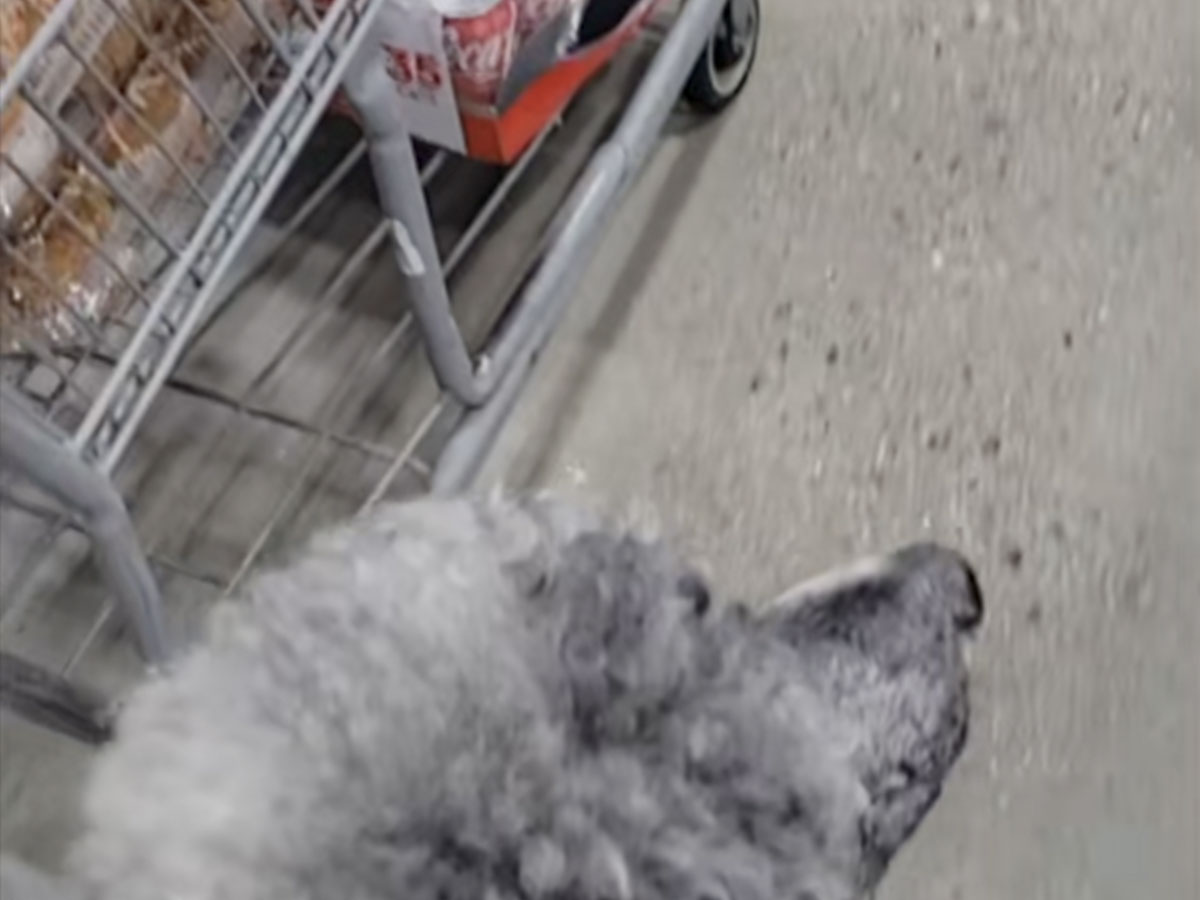 介助犬の写真