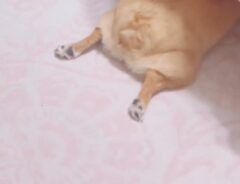 ベッドの下から見える犬の写真