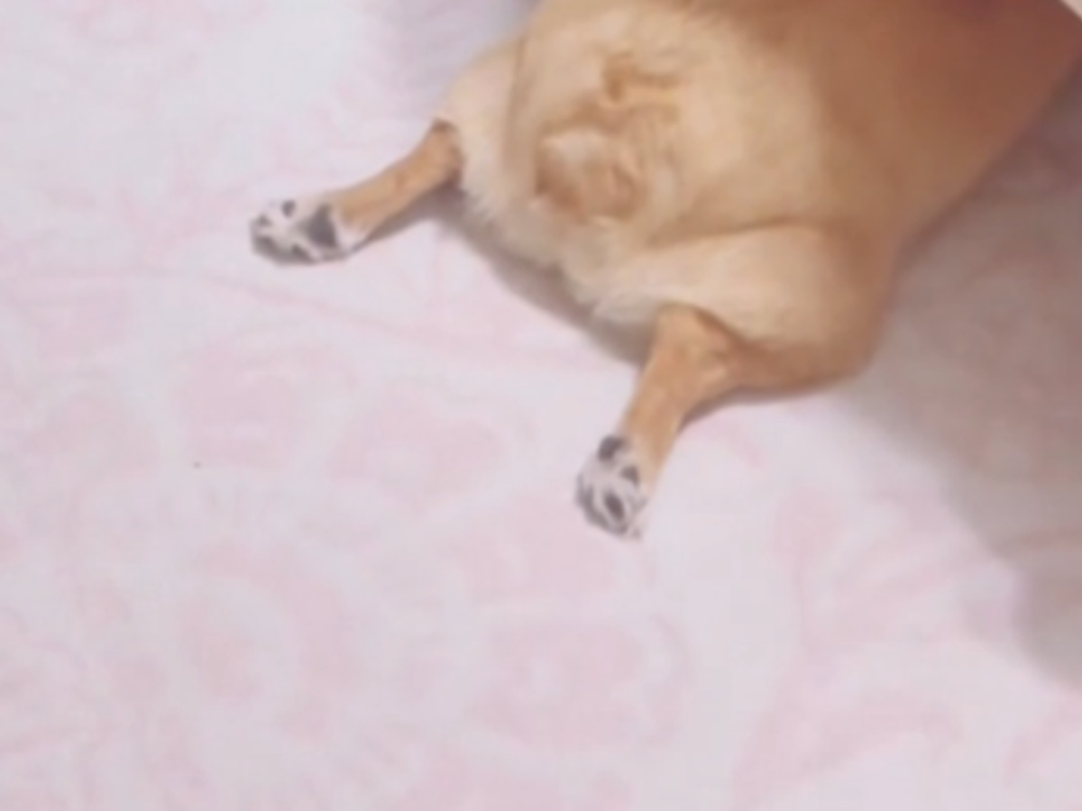 ベッドの下から見える犬の写真