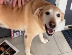 犬の写真