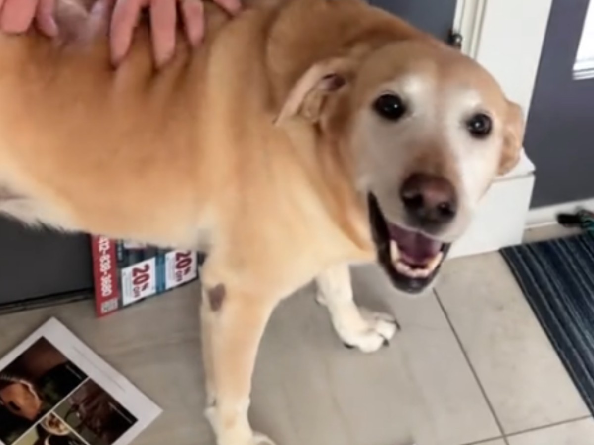 犬の写真