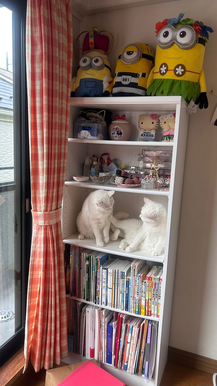 本棚の写真