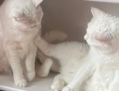 猫の写真