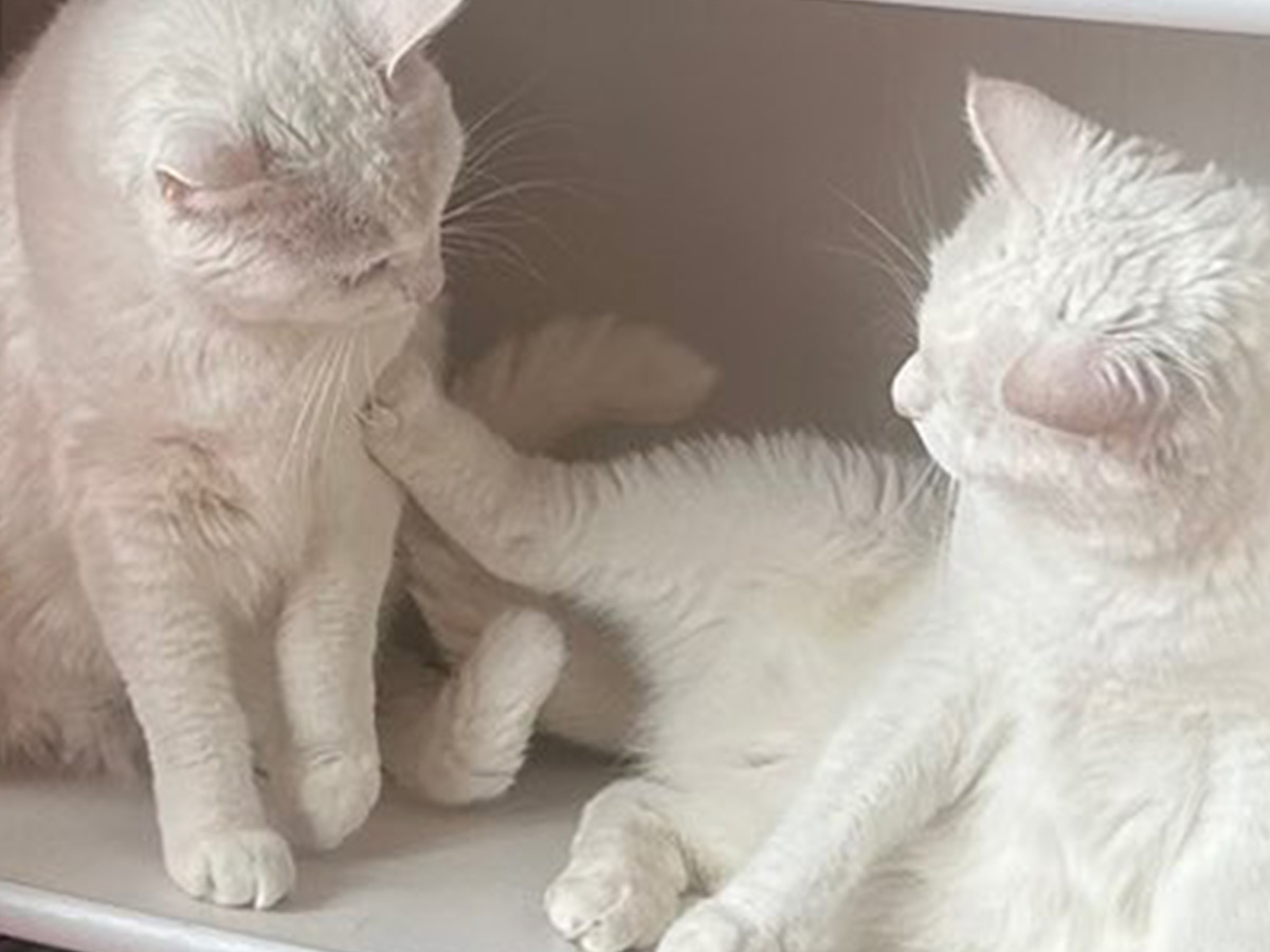 猫の写真