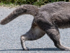 猫の写真