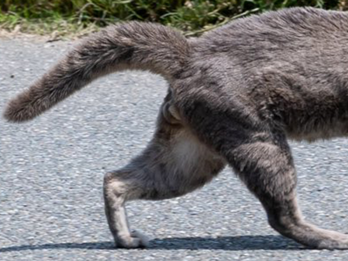 猫の写真