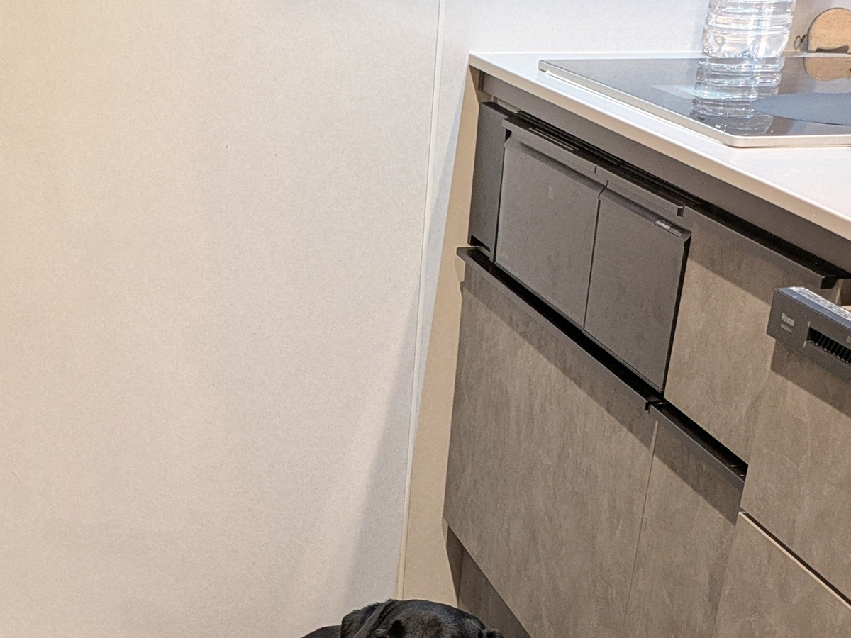 犬の写真