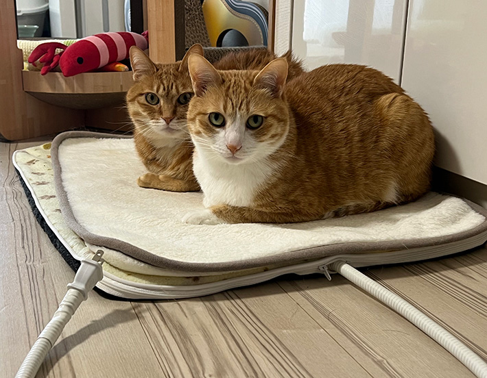 猫の写真