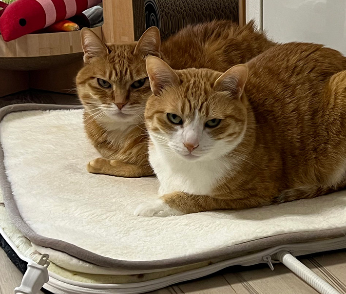 猫の写真