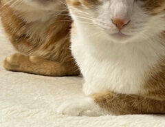 猫の写真