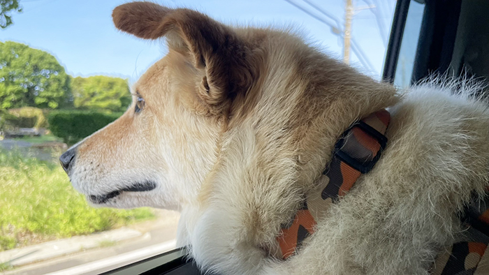 犬の写真