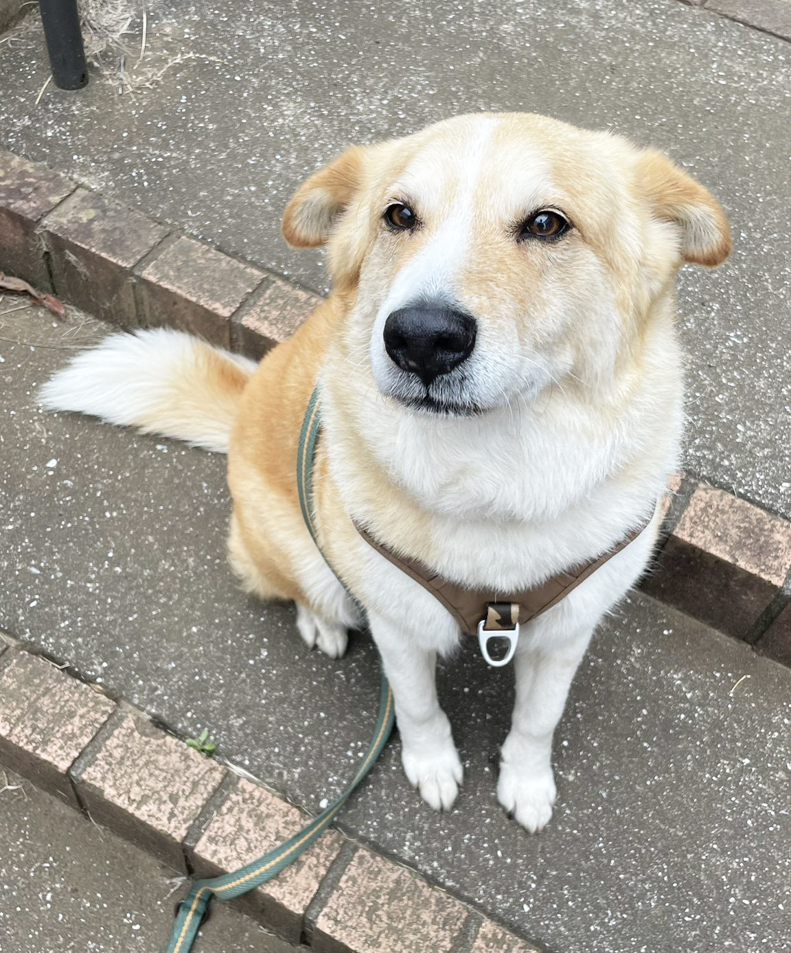 犬の写真