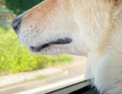 犬の写真