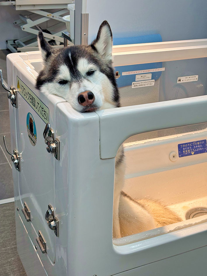 犬の写真