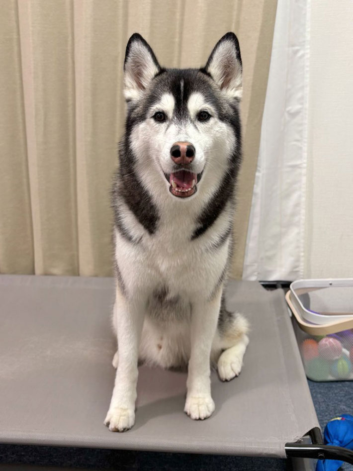 犬の写真