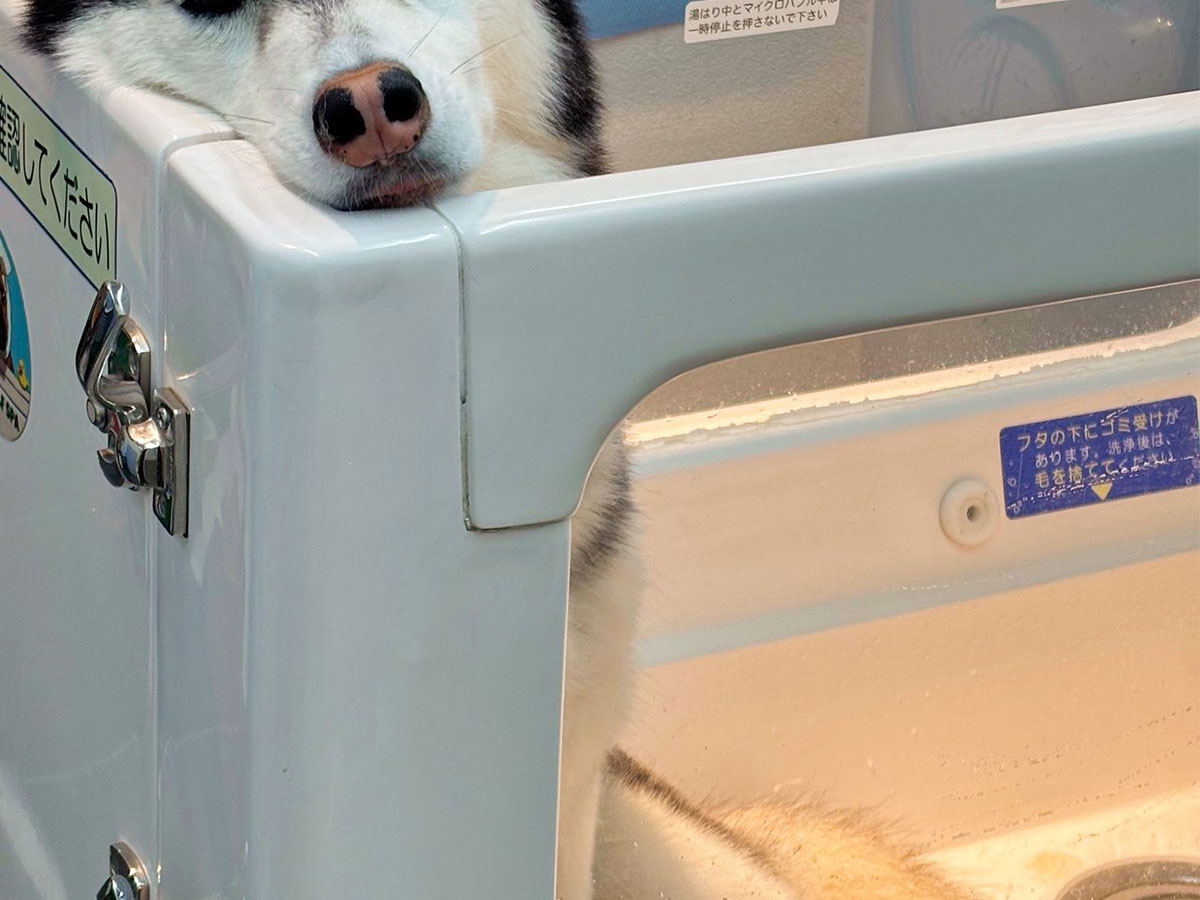 犬の写真