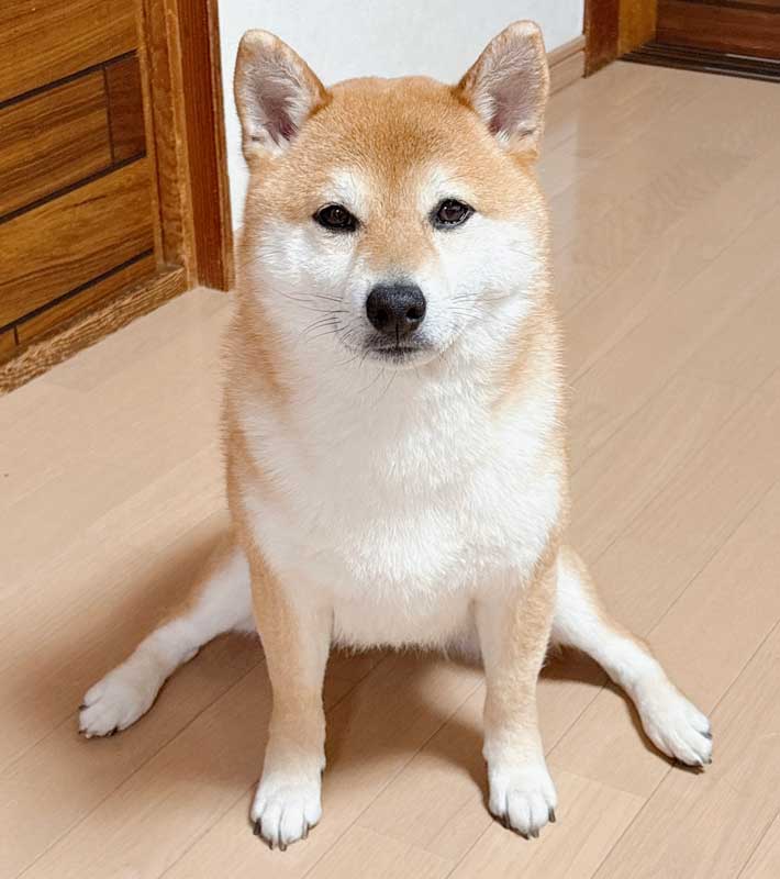 柴犬の写真