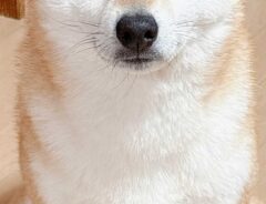柴犬の写真