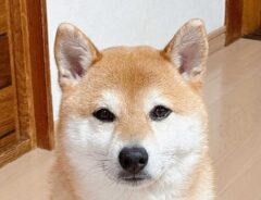 柴犬の写真