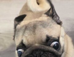 パグの写真