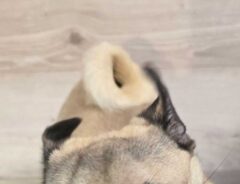 パグの写真