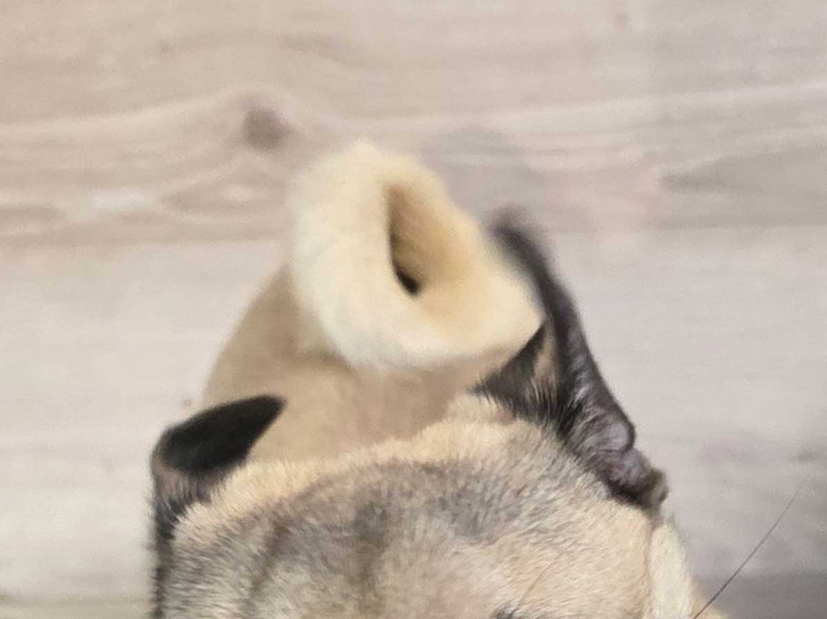 パグの写真