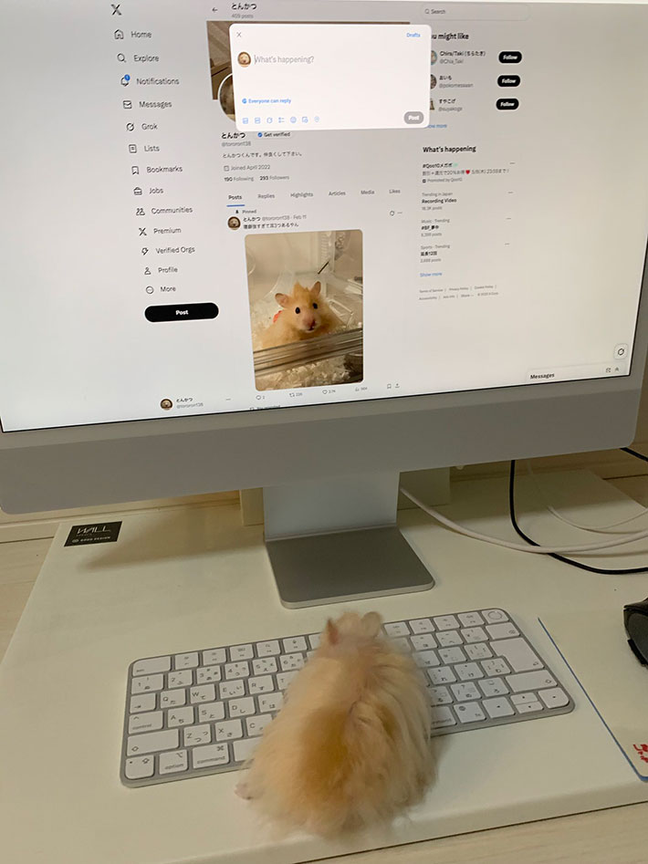 ハムスターの写真
