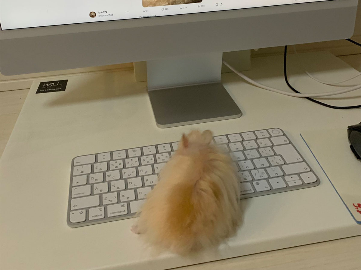 ハムスターの写真
