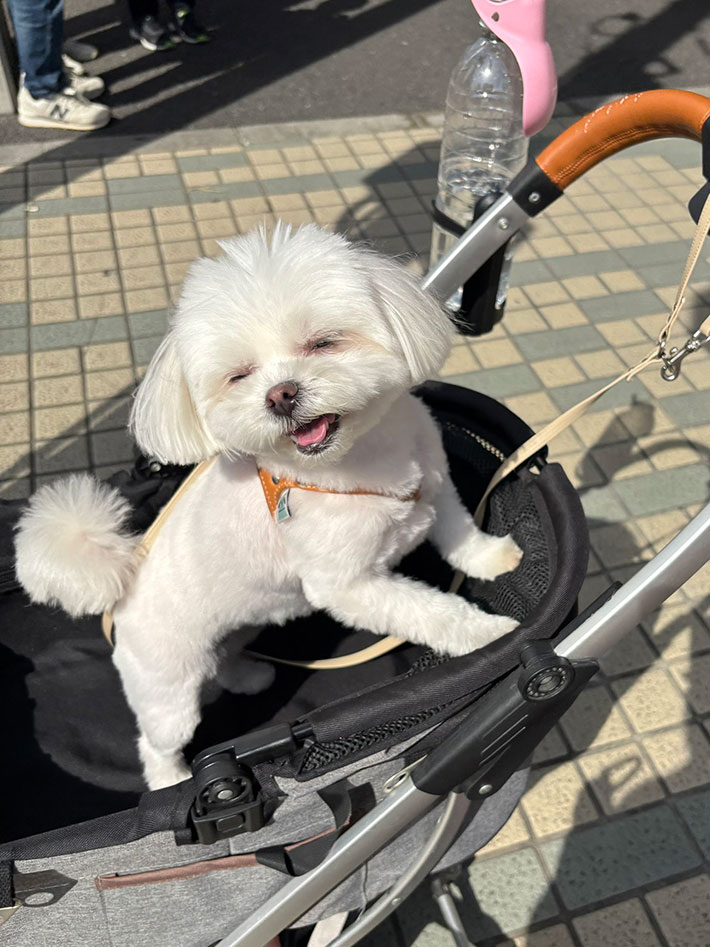 犬の写真