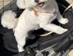 犬の写真