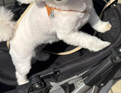 犬の写真